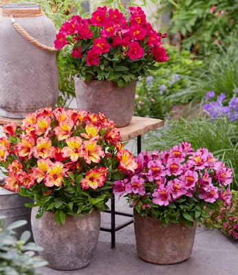 Produktbild von BALDUR Garten Winterharte Alstromeria-Kollektion 'Incalys®',3 Pflanzen, Neuzüchtung, winterhart bis -8°C, blühender Blickfang von Mai bis Oktober, Lieferung im 12 cm XL Topf