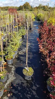 Image de Amelanchier spicata / Amélanchier nain