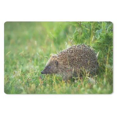 Produktbild von MuchoWow® Schreibtischunterlage Igel steht im Gras 60x40 cm - XXL Mauspad - Großes Mauspad