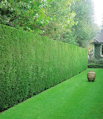 Produktbild von BALDUR Garten immergrün Leyland-Zypressen-Hecke, 1 Pflanze, grüne Baumzypresse, Riesenzypresse, Cupressocyparis leylandii, winterhart, schnellwachsend, Windschutz, Sichtschutz