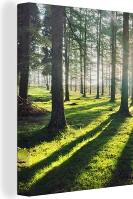 Produktbild von MuchoWow® - Leinwandbilder - Bäume - Natur - Wald, Wandbild, Wanddeko Bilder Wohnzimmer, 60x80 cm