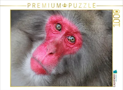 Produktbild von CALVENDO Puzzle ROTGESICHTSMAKAK, JAPANMAKAK, SCHNEEAFFE 1000 Teile Puzzle quer | 1000 Teile Lege-Größe 64x48cm Foto-Puzzle für glückliche Stunden
