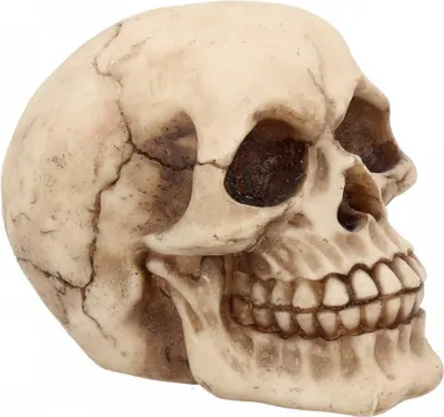 Produktbild von Kleiner Breit Lachender Totenkopf 12cm