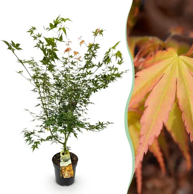 Image de Acer palmatum Katsura - Érable japonais - Feuilles caduques - Vertes - 80-90cm - Ø26cm - Plante de jardin