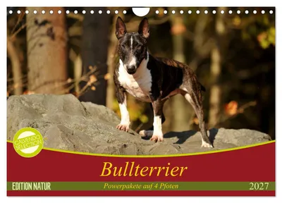 Produktbild von Bullterrier, Powerpakete auf 4 Pfoten (Wandkalender 2027 DIN A4 quer), CALVENDO Monatskalender
