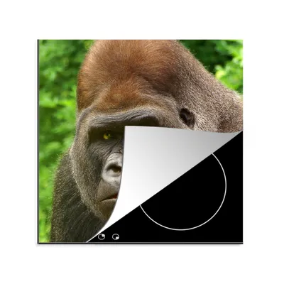 Produktbild von KitchenYeah© Herdabdeckplatte Nahaufnahme des Gesichts eines männlichen Gorillas , 78x78cm, Küche Deko, Glaskeramikkochfeld Herdabdeckung, Abdeckplatte fùr Kochfeld