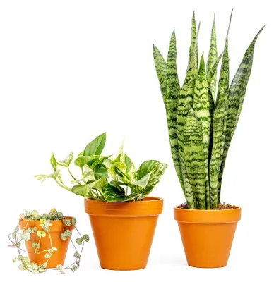 Obrázok produktu pre Gardners Sada rastlín pre montovaný dom