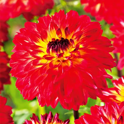 Obrázek produktu pro Dahlia dekorativní Calima 1 ks Dahlia sazenice sazenice velké hlízy