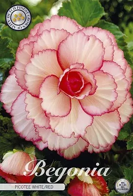 Artikelbild 2 von 'Begonie White/Red (3 Stück)' aus der Kategorie Begonienknollen
