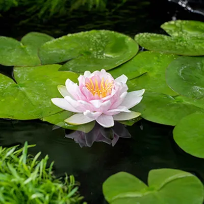Produktbild von Bakker.com - Hollandia Seerose, Der topf / Ø 9cm