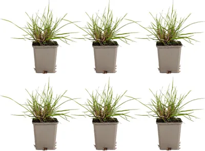 Produktbild von 6x Pennisetum al. 'Hameln' P9 H20