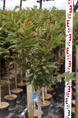 Produktbild von Prunus kurilensis Ruby - Kurilenkirsche Ruby - Hochstamm