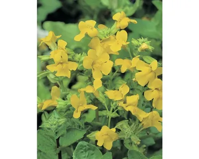 Produktbild von Gauklerblume, Cont. 0,5 l