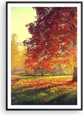 Produktbild von Gerahmtes Poster - Schwarzer Rahmen - Park Herbst Baum - 70x100 cm - Wand Bild - Wanddeko - Wandbilder - Kunstposter - Wandposter - Bilderrahmen - Bilder - Kunstdruck - Wandbild - P2BPA70x100-3654