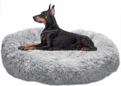 A Doberman dog lying on a round, fluffy, light gray dog bed.