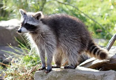 Produktbild von 3 D Ansichtskarte Waschbär, Postkarte Wackelkarte Hologrammkarte Tiere Tier Waschbären Waldtier