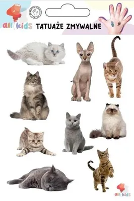 Image de Tatouages temporaires pour enfants : chats et chatons - All4Kids