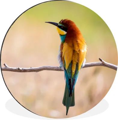 Produktbild von MuchoWow® Aluminium Wandkreis Vögel - Bienenfresser - Tiere Ø 90 cm Wanddeko Modern Wohnzimmer - Mauerkreis - Wandbilder - Runde Bild - Bild aus Aluminium - Schlafzimmer - Wohnzimmerdekoration - Wand Dekoration