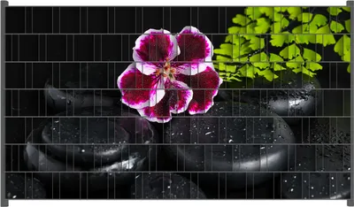 Produktbild von Wallario Zaunsichtschutz mit Motiv Geranienblüte auf schwarzen Steinen, benetzt mit Wassertropfen für Ein- und Doppelstabmatten Zäune in der Größe 250 x 140 cm