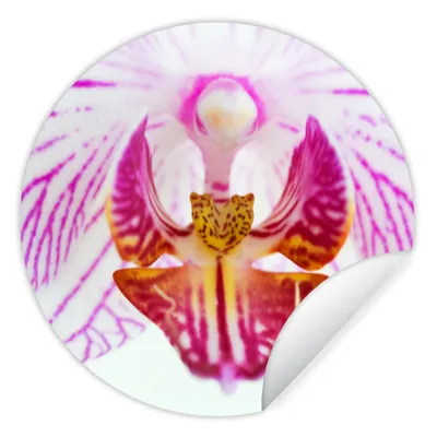 Produktbild von MuchoWow® Runde Wandtattoo - Wandsticker Tapete Aufkleber Orchidee Detail Ø 100 cm Selbstklebend und Repositionierbar - Wandaufkleber - Kreis - Tapetenkreis - Wandbild rund - Schlafzimmerdekoration - Wanddeko - runde Tapete - Kunst für zu Hause