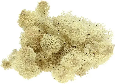 Produktbild von Islandmoos Natur 400g - Dekomoos für Floristik, Modellbau & Basteln