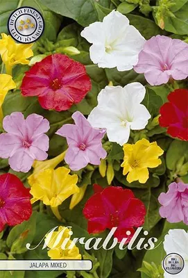 Artikelbild 2 von 'Wunderblume Mischung (3 Stück)' aus der Kategorie Wunderblumenknollen