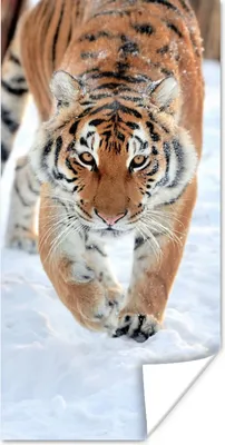 Produktbild von MuchoWow® Poster Tiger - Schnee - Tiere 60x120 cm - Wandschmuck