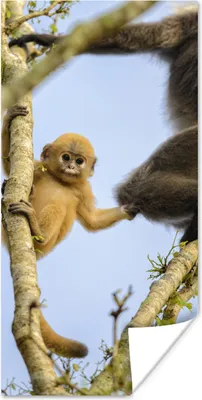 Produktbild von MuchoWow® Poster Junger Affe schaut in die Kamera 20x40 cm - Plakat - Foto