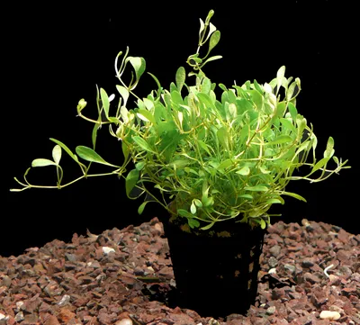 Produktbild von 3 Töpfe Australisches Zungenblatt (Glossostigma elatinoides)