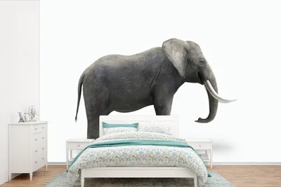 Produktbild von MuchoWow® Fototapete für Wohnzimmer oder Schlafzimmer Wandtapete Vinyl Motivtapete Elefant auf weißem Hintergrund - 330x220 cm - Fototapeten