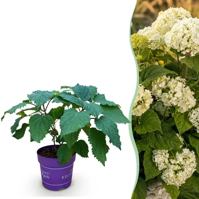 Image de Green boutiQ - Plante de jardin - Hydrangea arborescens FlowerWOW - Hortensia - Rustique - Blanc - 1 plante - Pot de 14 cm - Hauteur : 20-30 cm