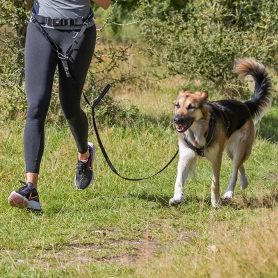 Produktbild von TRIXIE Bauchgurt mit Leine für mittelgroße und große Hunde - schwarz/grafit - Gurt: 70–120 cm/12 cm,  Leine: 1,10–1,50 m/20 mm