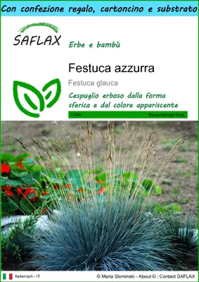 Immagine prodotto di SAFLAX Set regalo - Festuca azzurra - 50 semi - Festuca