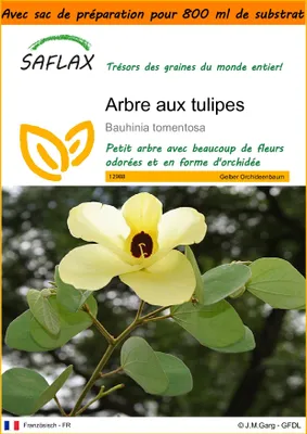 Image de SAFLAX Garden in the bag - Arbre aux tulipes - 30 graines - Bauhinia