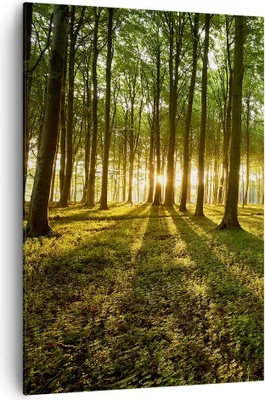 Produktbild von Bild auf Leinwand - Leinwandbild - Einteilig - Wald grün Sonnenstrahlen Natur - 70x100cm - Wand Bild - Wandbilder - Leinwanddruck - Wanddekoration - Leinwand bilder - Wandbild - PA70x100-2510