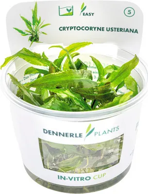 Produktbild von Wasserkelch - Cryptocoryne usteriana In-Vitro