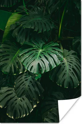 Produktbild von MuchoWow® Poster Blätter - Monstera - Muster - Mädchen - Kinder - Jungen 120x180 cm - Kunstposter
