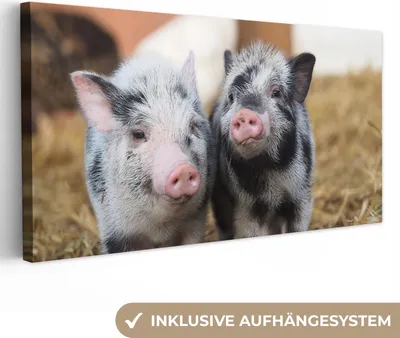 Produktbild von MuchoWow® - Leinwandbilder - Schwein - Tiere - Ferkel, Wandbild, Wanddeko Bilder Wohnzimmer, 80x40 cm