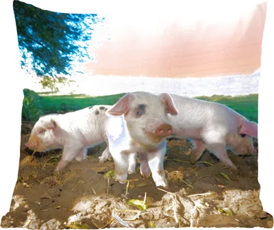 Produktbild von MuchoWow® Zierkissen Sofakissen Wohnzimmer Dekokissen 50x50 cm Schweine - Tiere - Landschaft - Komfort - Sofakissen