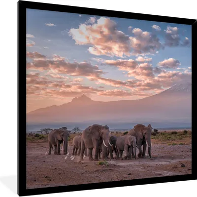 Produktbild von MuchoWow® Gerahmtes Poster Wandernde Elefanten 40x40 cm - Poster mit Schwarzem Bilderrahmen Wandposter Rahmen Foto Bilder - Mit Rahmen - Wanddekoration Schlafzimmer