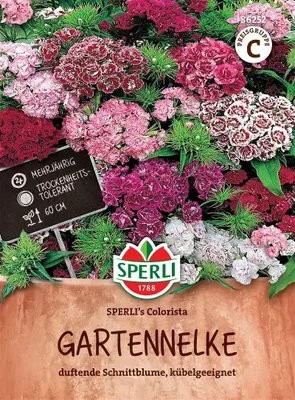Produktbild von Gartennelke ''SPERLI''s Colorista'' Duftblume, für Beet & Schnitt geeignet