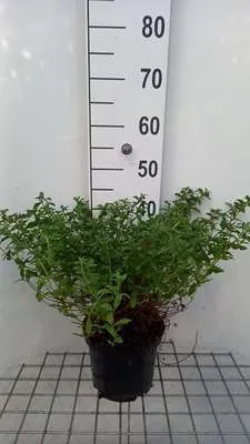 Zdjęcie produktu dla Cistus obtusifolius - Zistrose 20- 25 cm Pojemnik