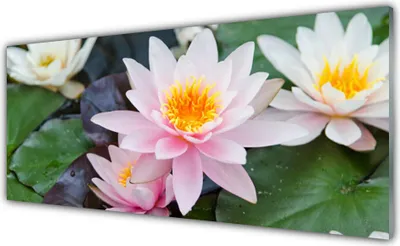 Produktbild von Glasbilder 125x50 Wandbild Druck auf Glas Blumen Pflanzen