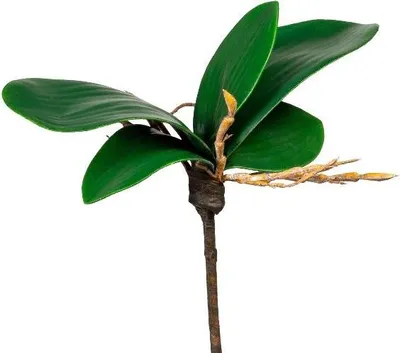 Produktbild von artplants.de Künstliche Orchideenblätter ZULKRAM, Steckstab, Luftwurzeln, 15cm - Dekoblätter Phalaenopsis