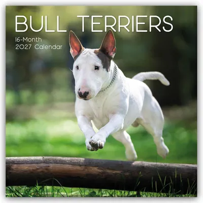 Produktbild von Bull Terrier 2027 - 16-Monatskalender