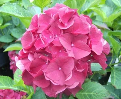 Produktbild von Bauernhortensie Paris - Ballhortensie - Hydrangea macrophylla Paris