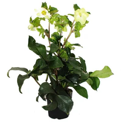 Image de Christrose, Schneerose, Helleborus "Ice n Roses", avec de nombreuses bourgeons, en pot de 15 cm. Fleurs blanches