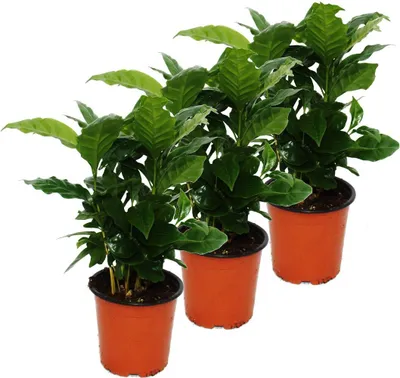 Obrázok produktu pre Kávovník (Coffea arabica) 3 rastlina - izbová rastlina