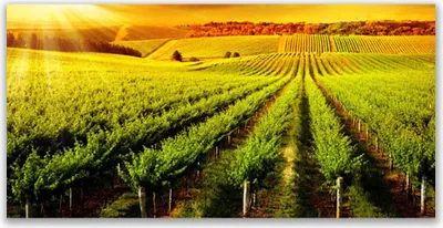 Produktbild von Tulup Leinwand-Bilder 140x70 Wandbild Canvas Kunstdruck Acker Natur