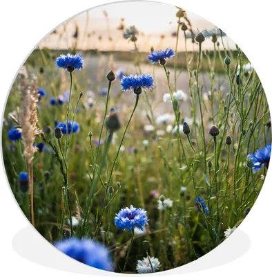 Produktbild von MuchoWow® Rundes Wandbild - Runde Bilder Blumen - Sommer - Kornblume - Blau - Sonne - Wolken Ø 60 cm Kreis Wanddekoration Kunststoff - Wandkreis - Wandschmuck - Wand Kreis - Das Schlafzimmer - Die Bilder - Wandmalerei - Kunst für das Haus - das Plastik
